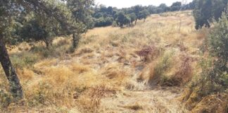 El PSOE denuncia el «abandono» de la Dehesa Boyal de Sanse y critica la gestión del PP