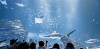 Los vecinos de Sanse podrán visitar Atlantis Aquarium con una tarifa especial