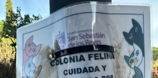 El PSOE de Sanse acusa al Gobierno municipal de desatender a las colonias felinas