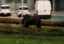Alarma en Sanse por nuevos avistamientos de jabalíes en Puente Cultural