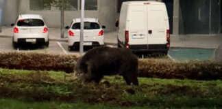Alarma en Sanse por nuevos avistamientos de jabalíes en Puente Cultural