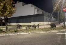 Un vecino denuncia el «peligro» de una piara de jabalies en la Glorieta Fuentes Carrionas de Sanse