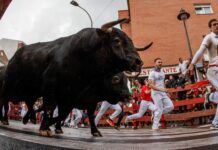 Sanse anuncia las ganaderías de los Encierros Blancos 2026: El Cotillo y Zalduendo