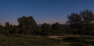 Analizar huesos y pelos para descubrir qué cenan las rapaces: el plan más curioso de Sanse para este domingo