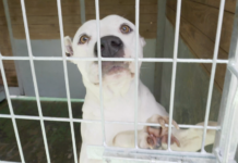 Vecinos por SanSe propone acabar con la externalización del servicio de animales y crear un centro municipal