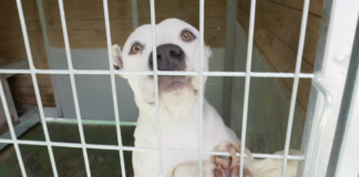 Vecinos por SanSe propone acabar con la externalización del servicio de animales y crear un centro municipal